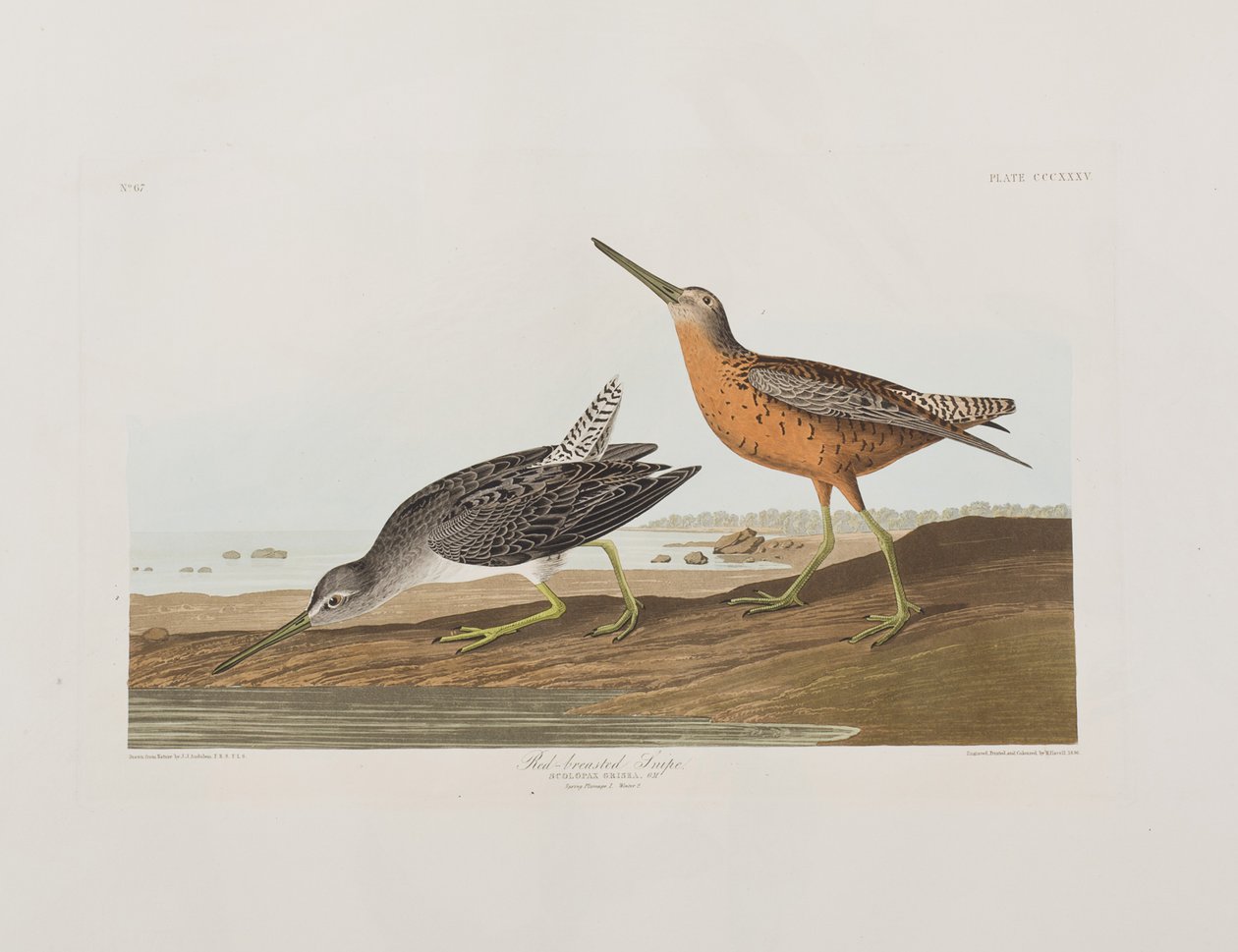 Ilustracja z „Birds of America” autorstwa John James Audubon