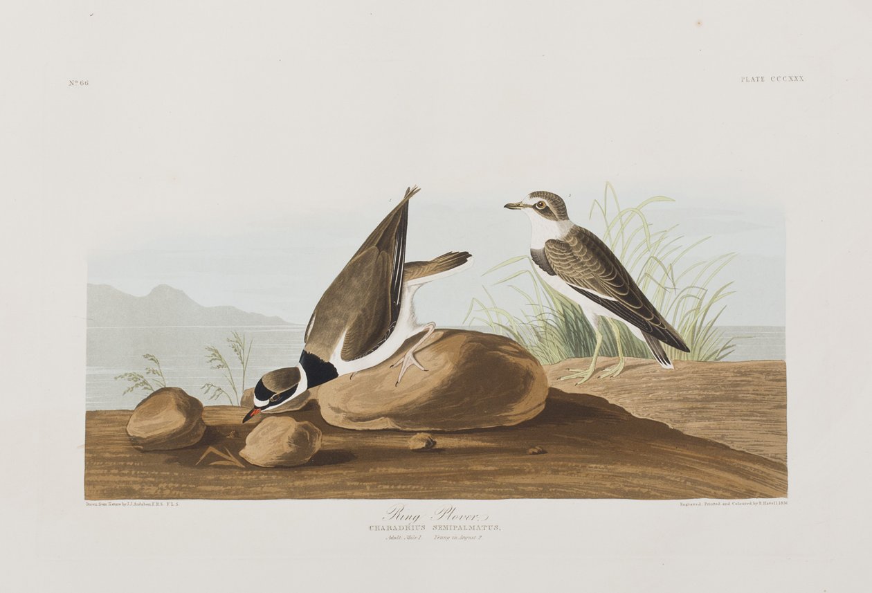 Ilustracja z „Birds of America” autorstwa John James Audubon
