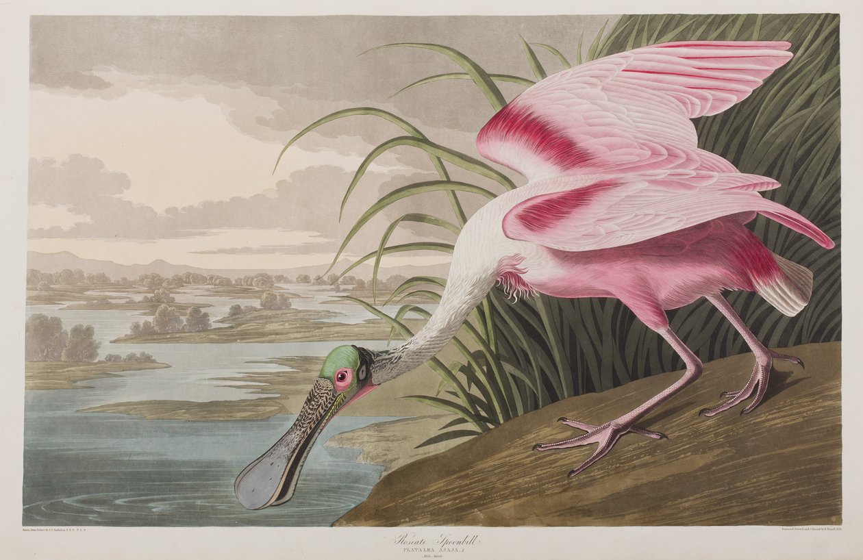 Ilustracja z „Birds of America” autorstwa John James Audubon