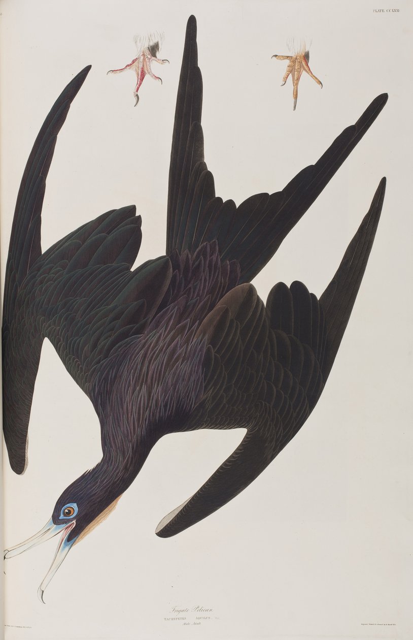 Ilustracja z „Birds of America” autorstwa John James Audubon