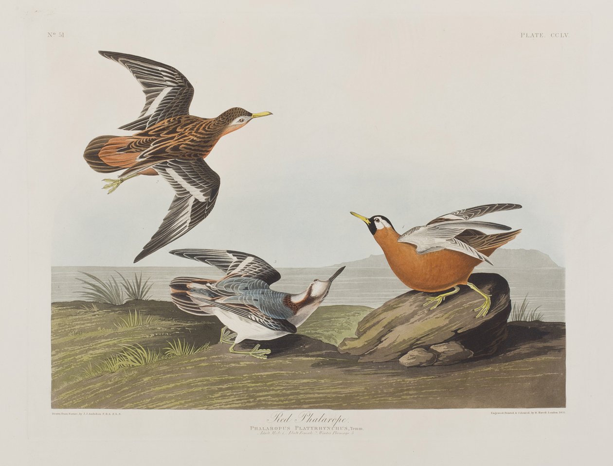 Ilustracja z „Birds of America” autorstwa John James Audubon