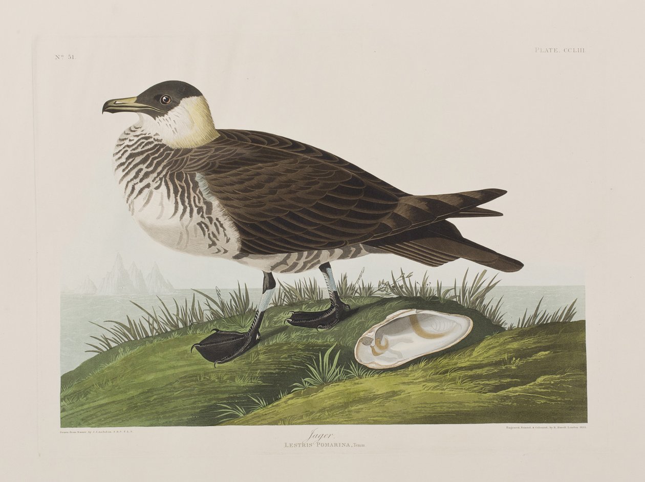 Ilustracja z „Birds of America” autorstwa John James Audubon