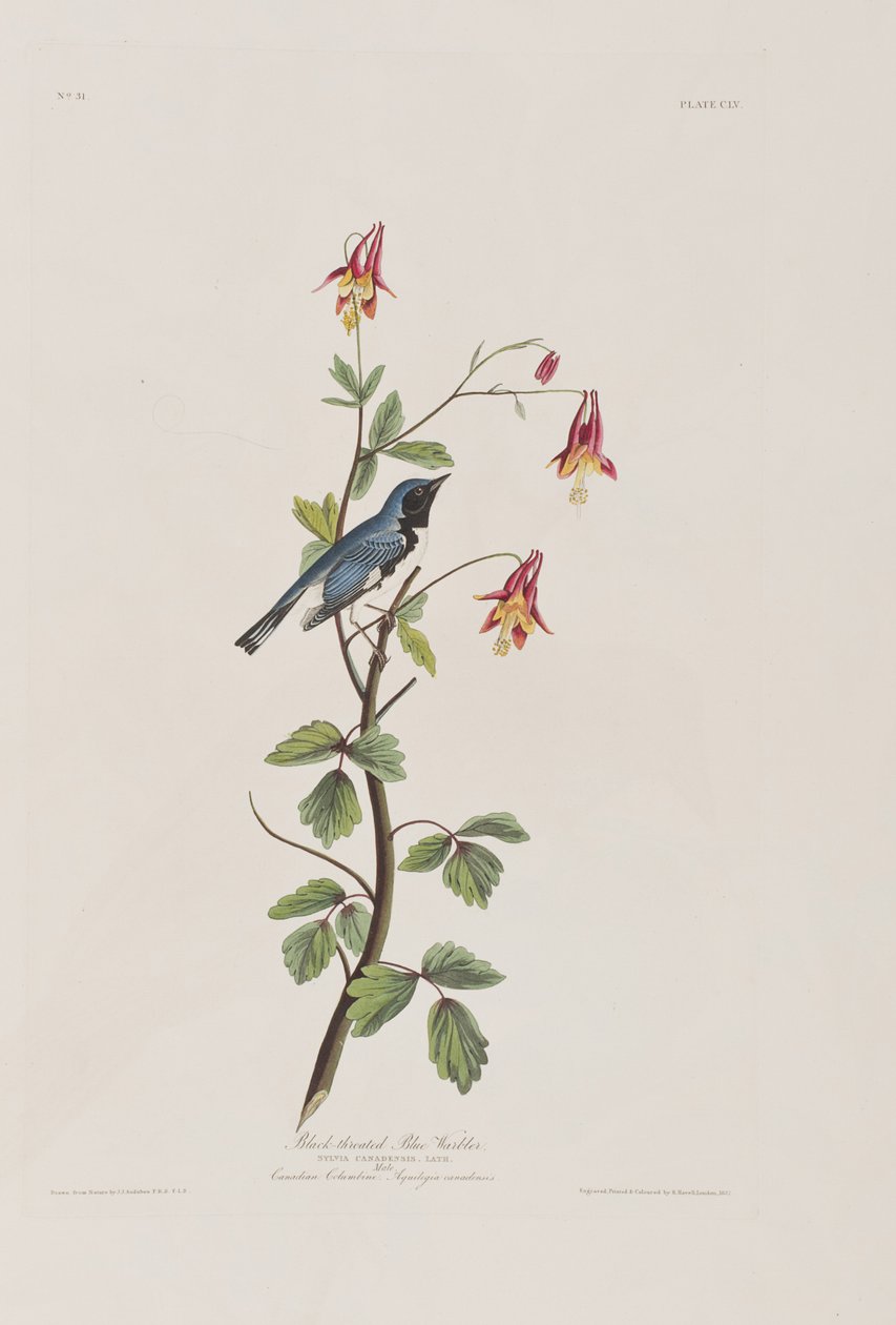 Ilustracja z „Birds of America” autorstwa John James Audubon