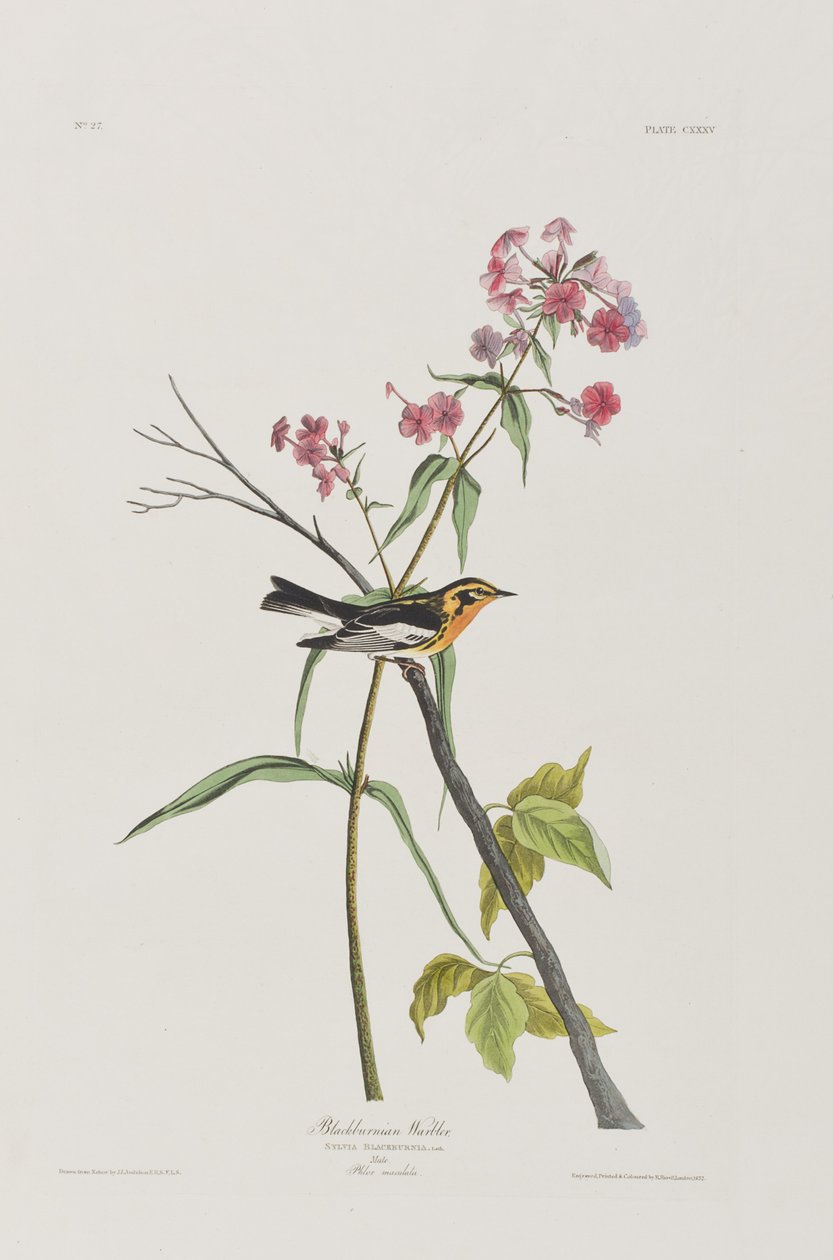 Ilustracja z „Birds of America” autorstwa John James Audubon