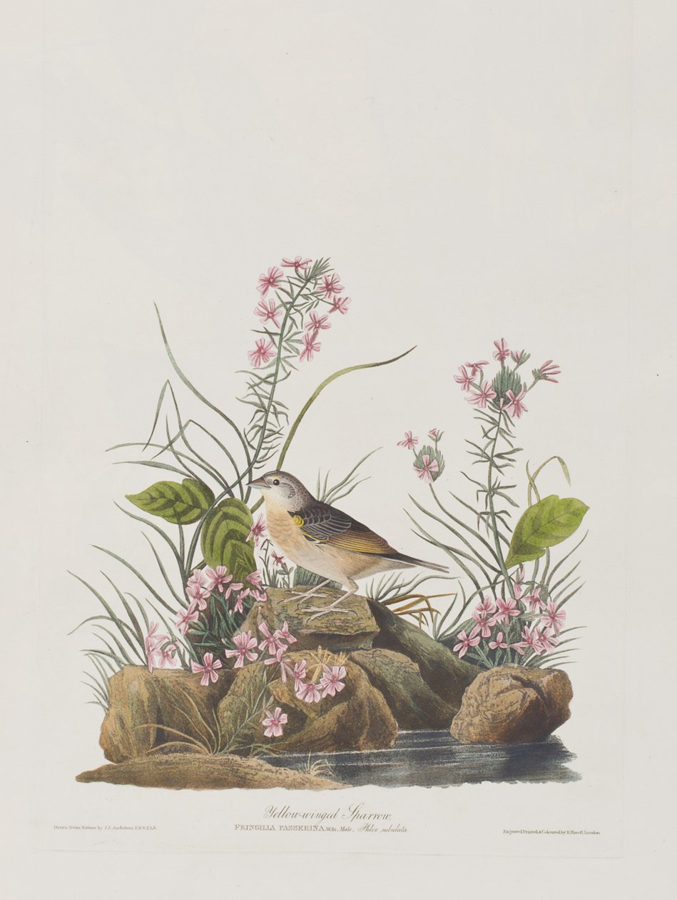 Ilustracja z „Birds of America” autorstwa John James Audubon