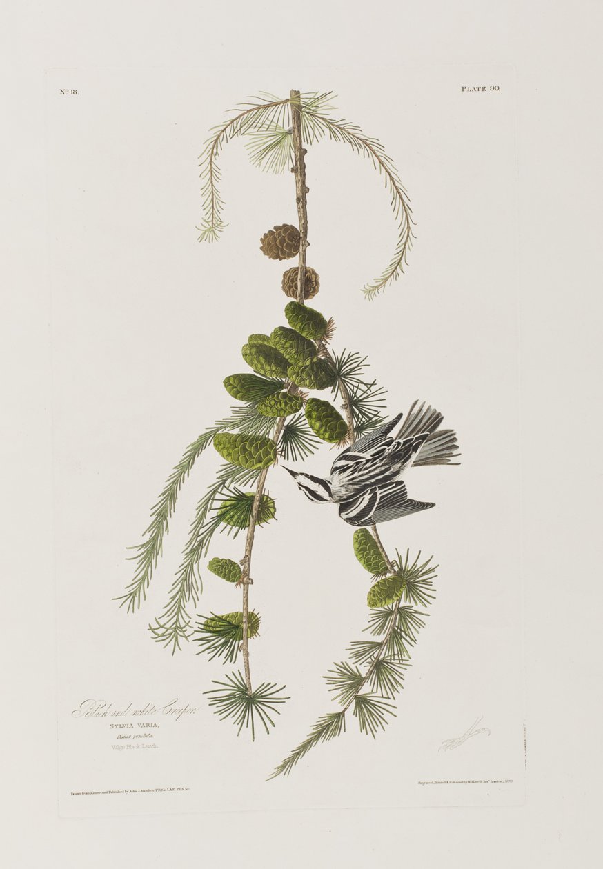 Ilustracja z „Birds of America” autorstwa John James Audubon