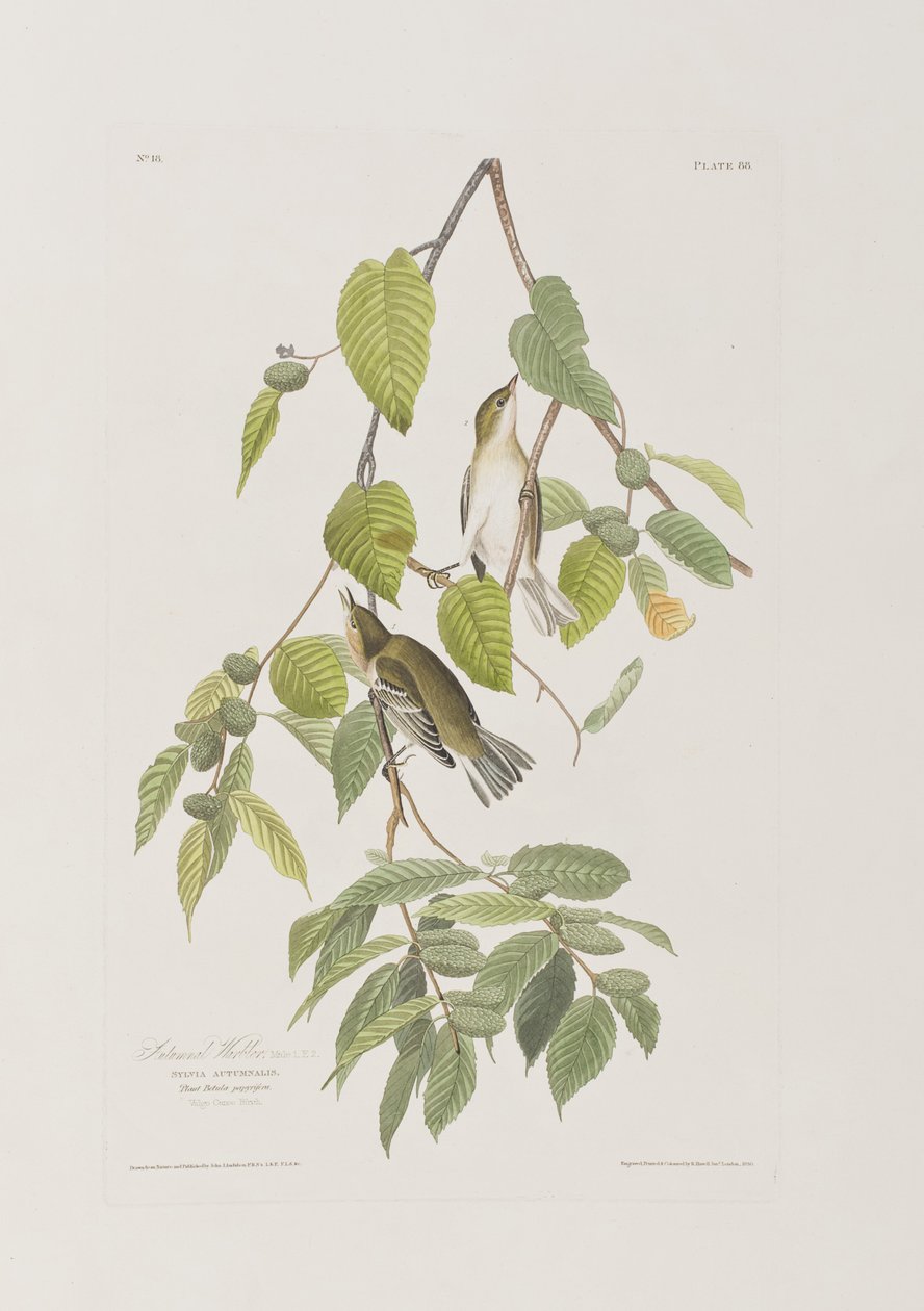 Ilustracja z „Birds of America” autorstwa John James Audubon