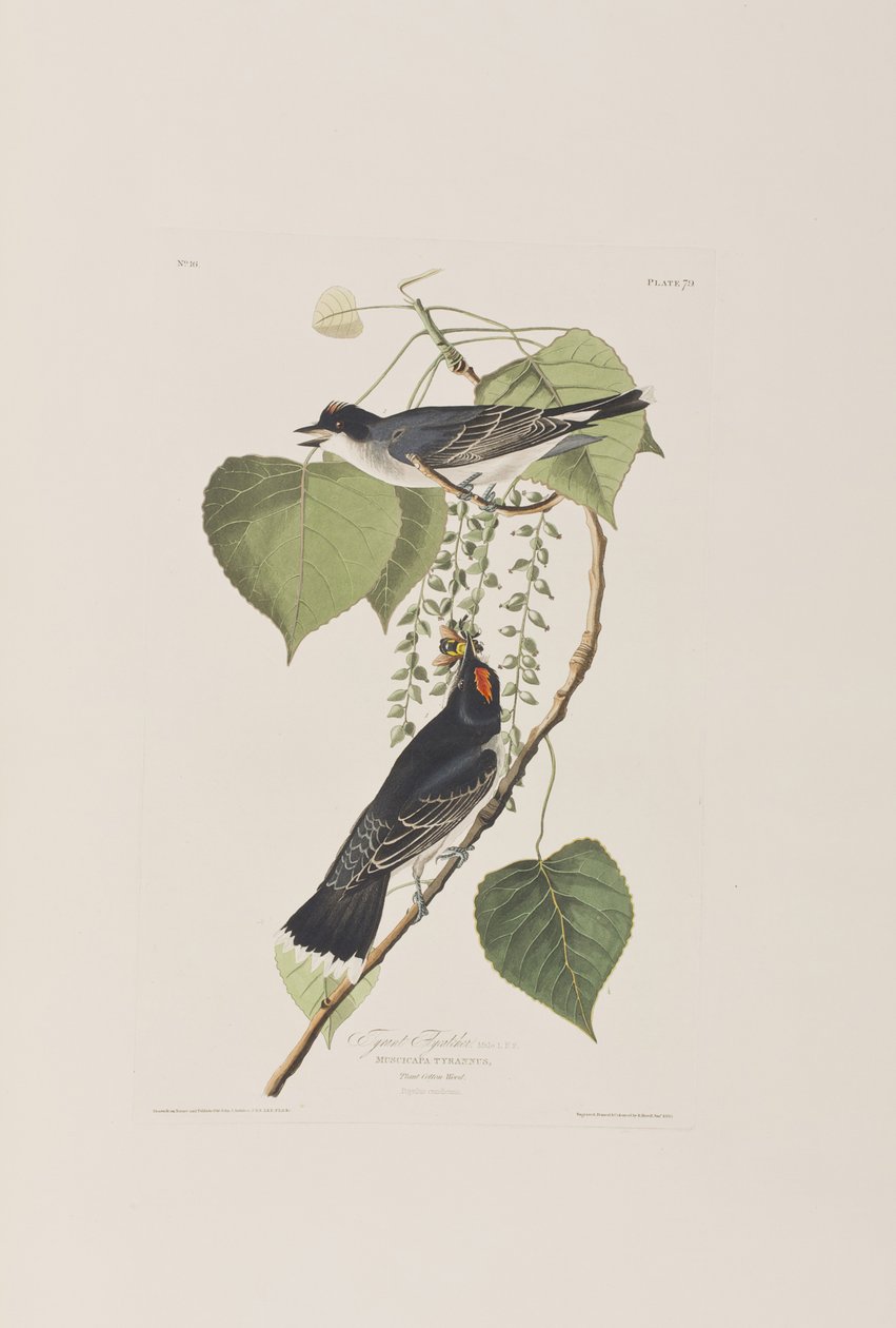 Ilustracja z „Birds of America” autorstwa John James Audubon