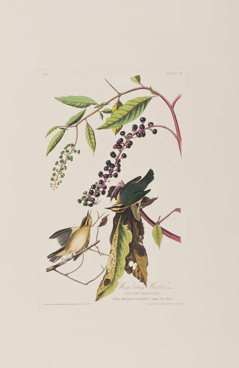 Ilustracja z „Birds of America” autorstwa John James Audubon