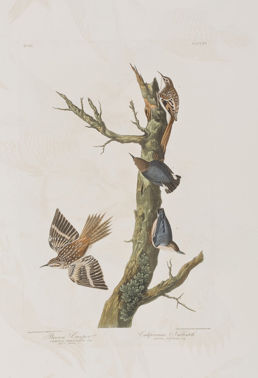 Ilustracja z „Birds of America” autorstwa John James Audubon
