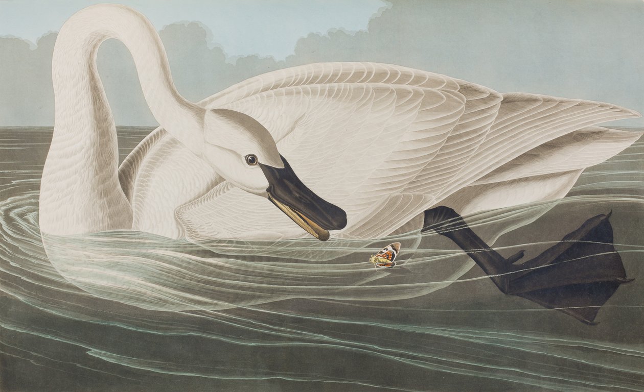 Ilustracja z „Birds of America” autorstwa John James Audubon