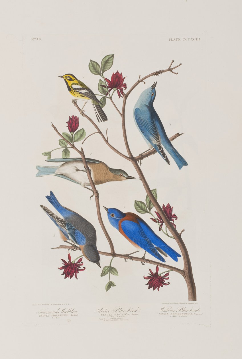 Ilustracja z „Birds of America” autorstwa John James Audubon