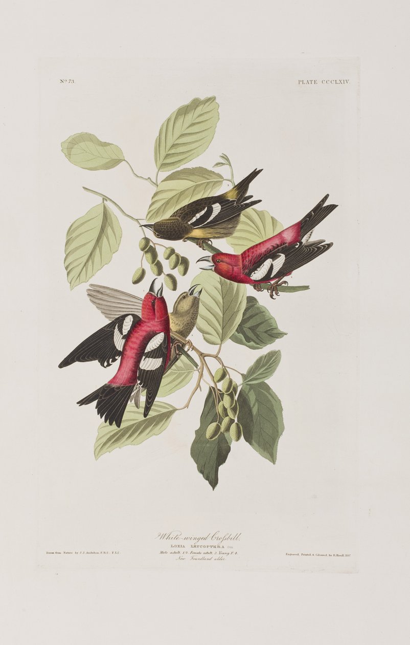 Ilustracja z „Birds of America” autorstwa John James Audubon