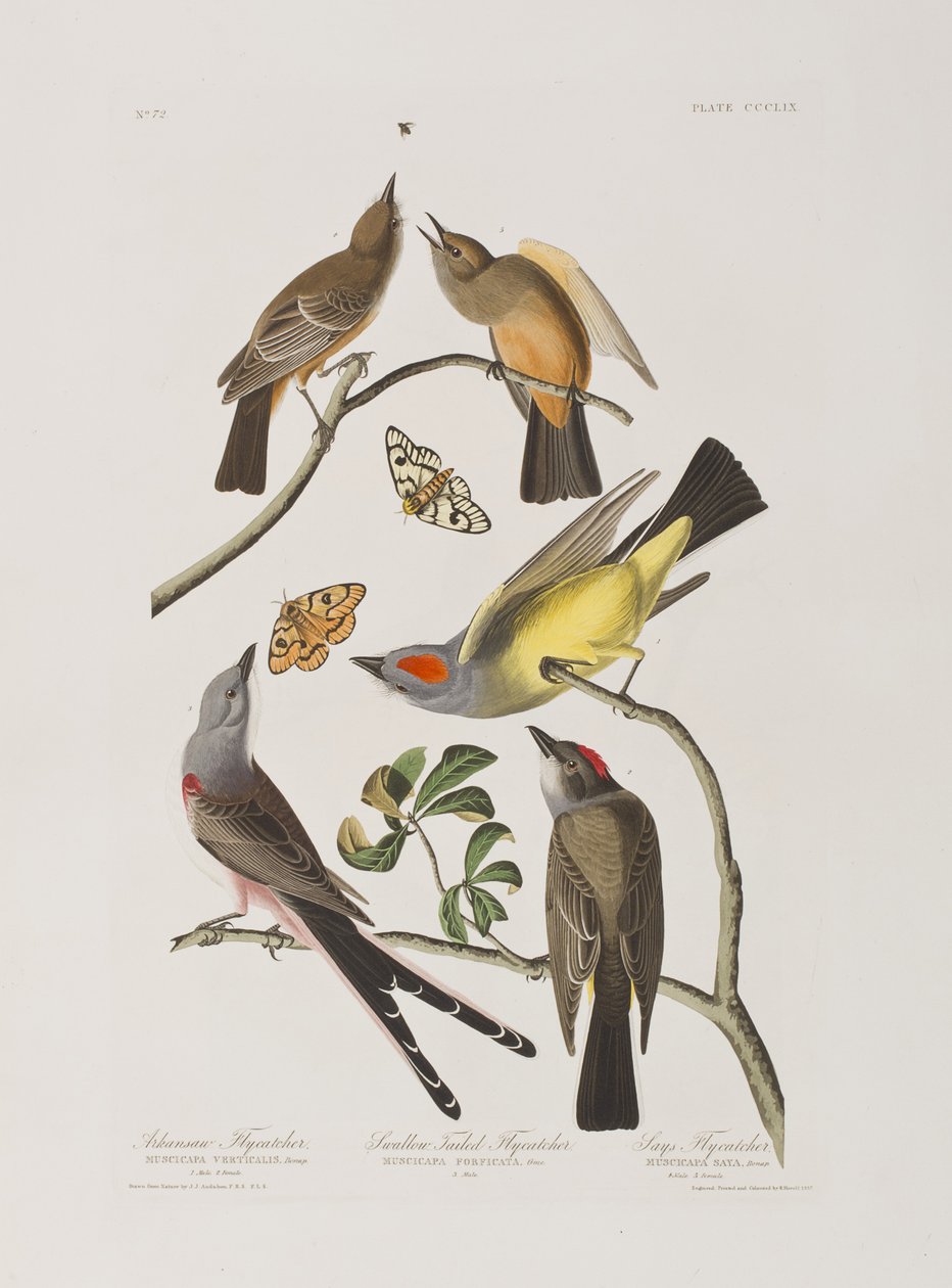 Ilustracja z „Birds of America” autorstwa John James Audubon