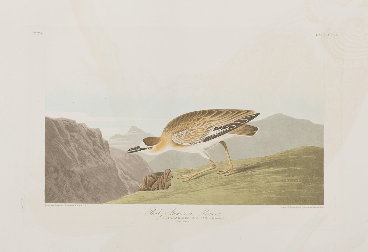 Ilustracja z „Birds of America” autorstwa John James Audubon