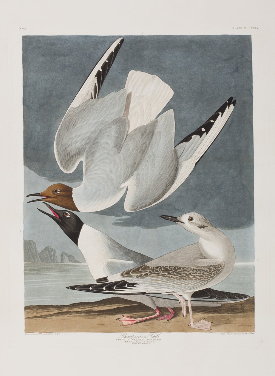 Ilustracja z „Birds of America” autorstwa John James Audubon