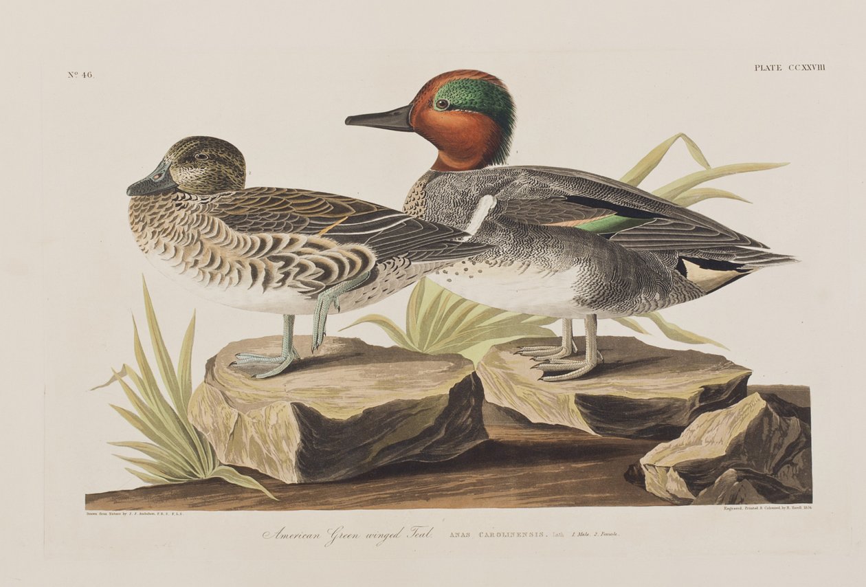 Ilustracja z „Birds of America” autorstwa John James Audubon