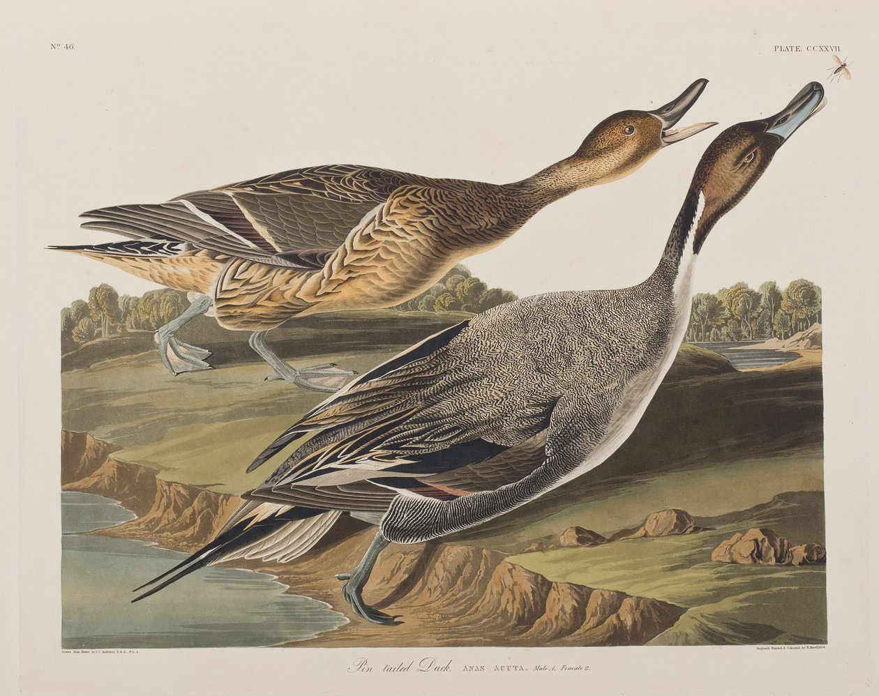Ilustracja z „Birds of America” autorstwa John James Audubon