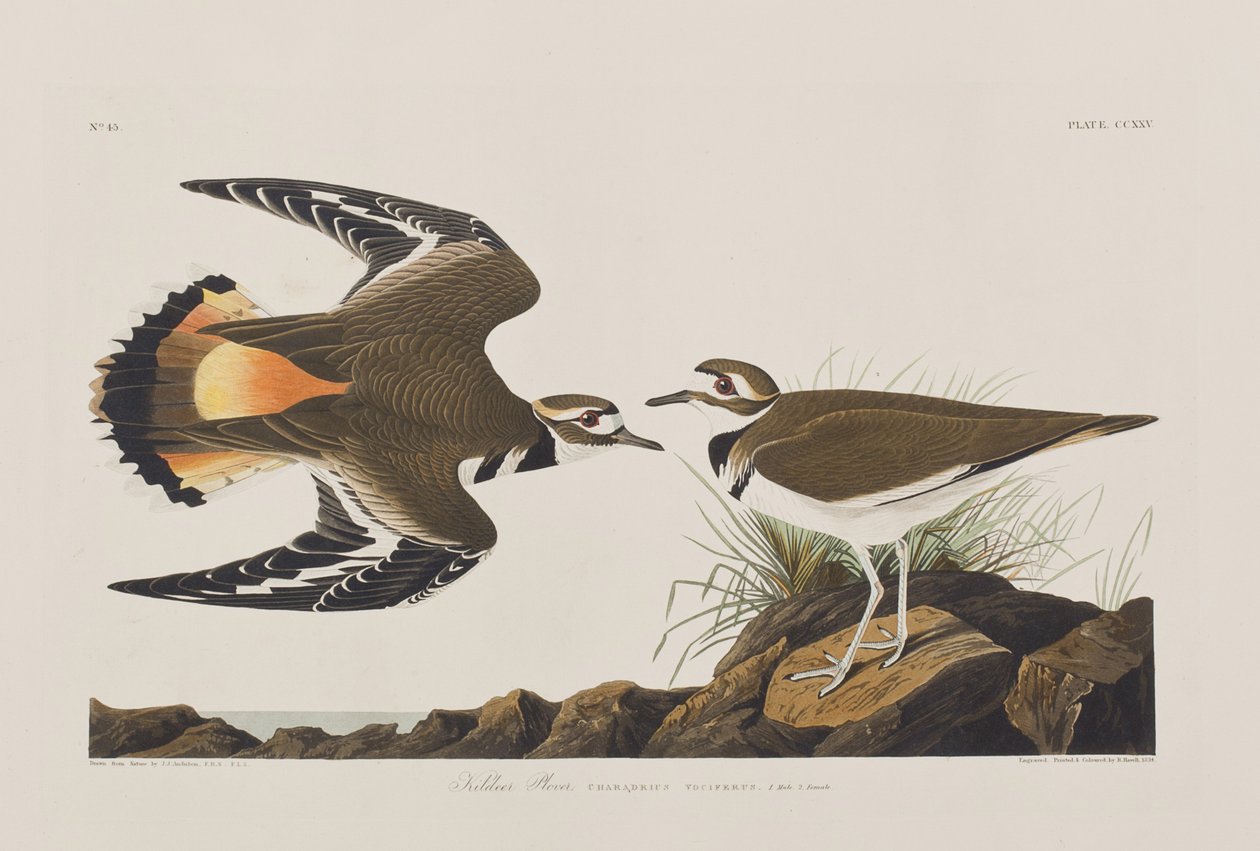 Ilustracja z „Birds of America” autorstwa John James Audubon
