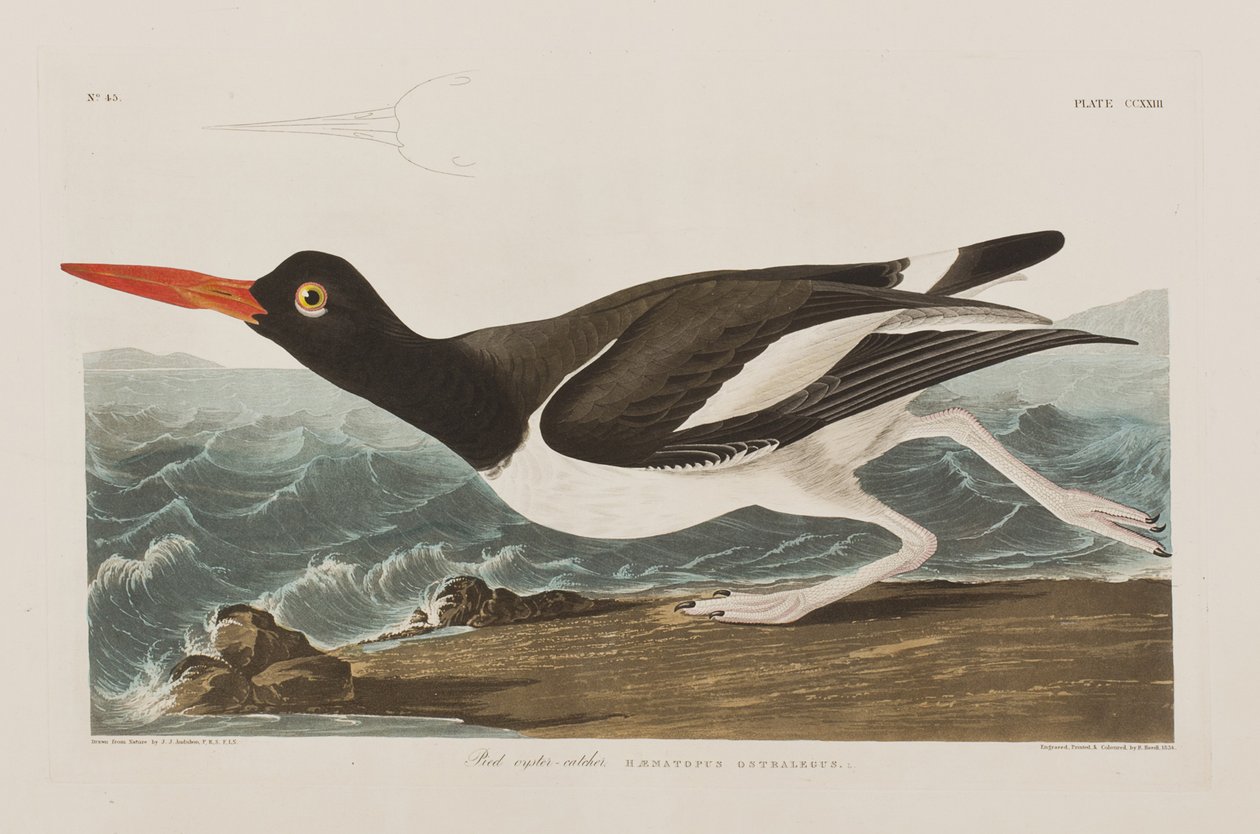 Ilustracja z „Birds of America” autorstwa John James Audubon