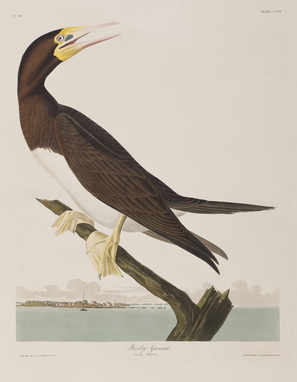 Ilustracja z „Birds of America” autorstwa John James Audubon