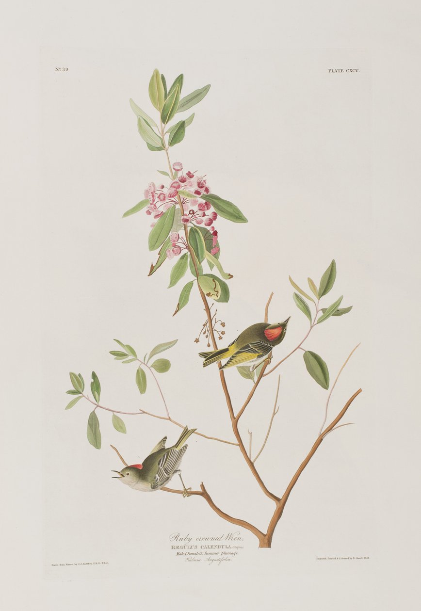 Ilustracja z „Birds of America” autorstwa John James Audubon