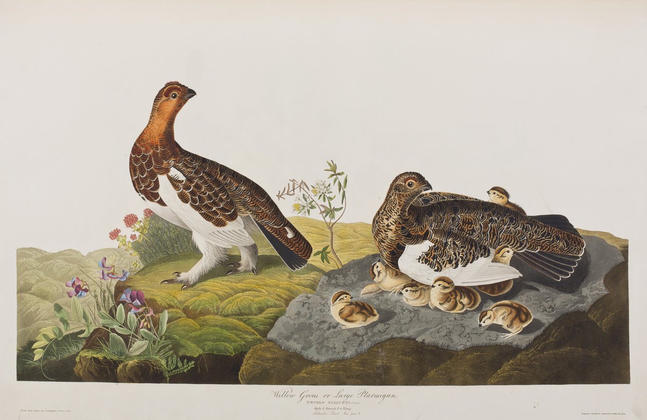 Ilustracja z „Birds of America” autorstwa John James Audubon
