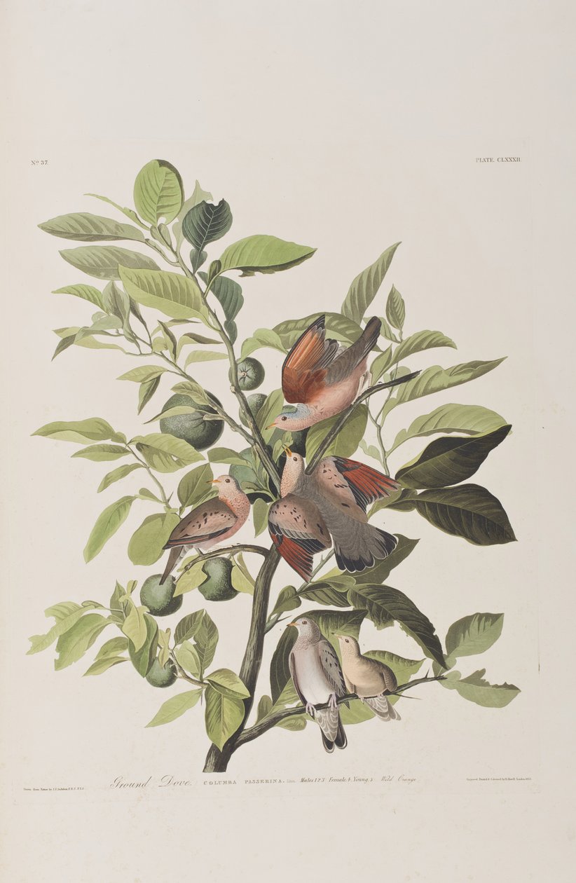 Ilustracja z „Birds of America” autorstwa John James Audubon