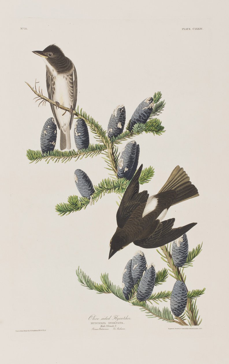 Ilustracja z „Birds of America” autorstwa John James Audubon