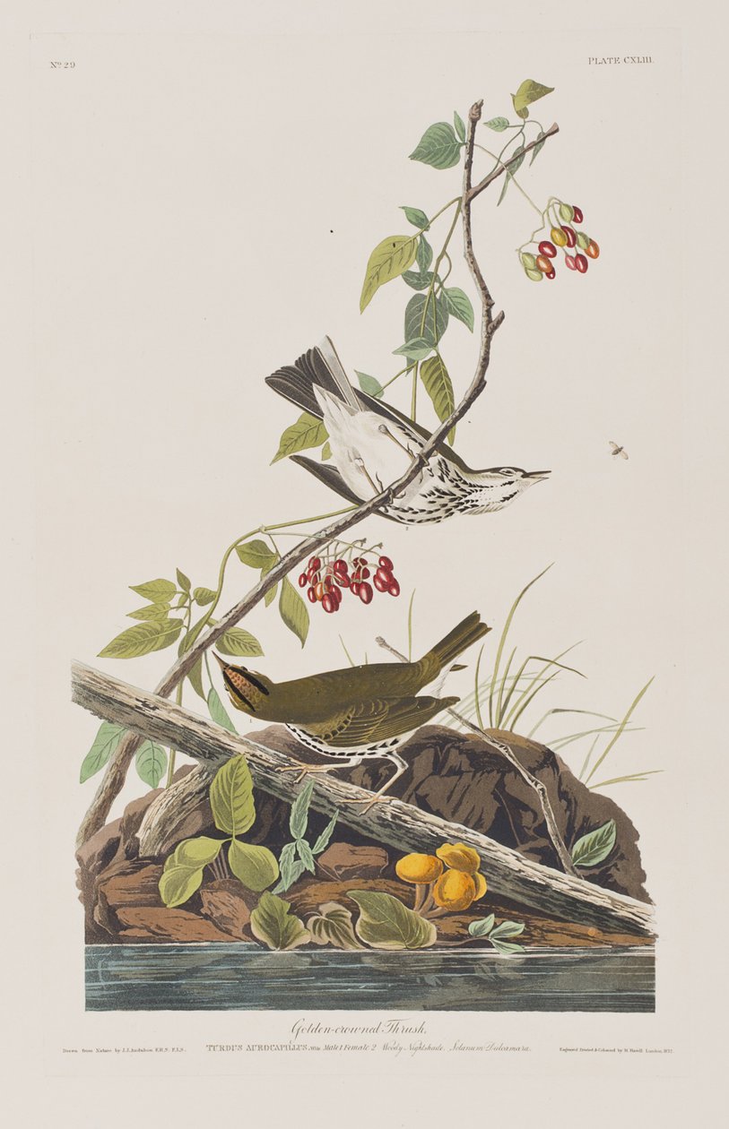 Ilustracja z „Birds of America” autorstwa John James Audubon