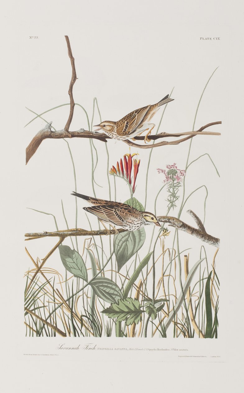 Ilustracja z „Birds of America” autorstwa John James Audubon