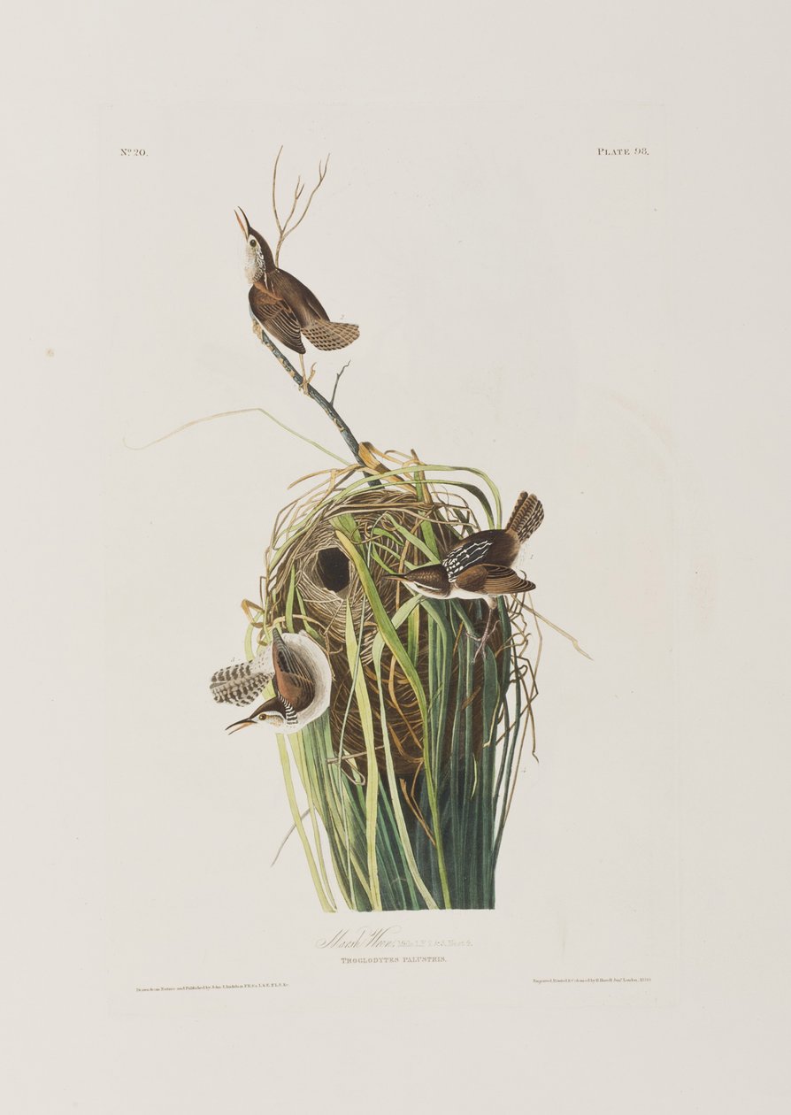 Ilustracja z „Birds of America” autorstwa John James Audubon
