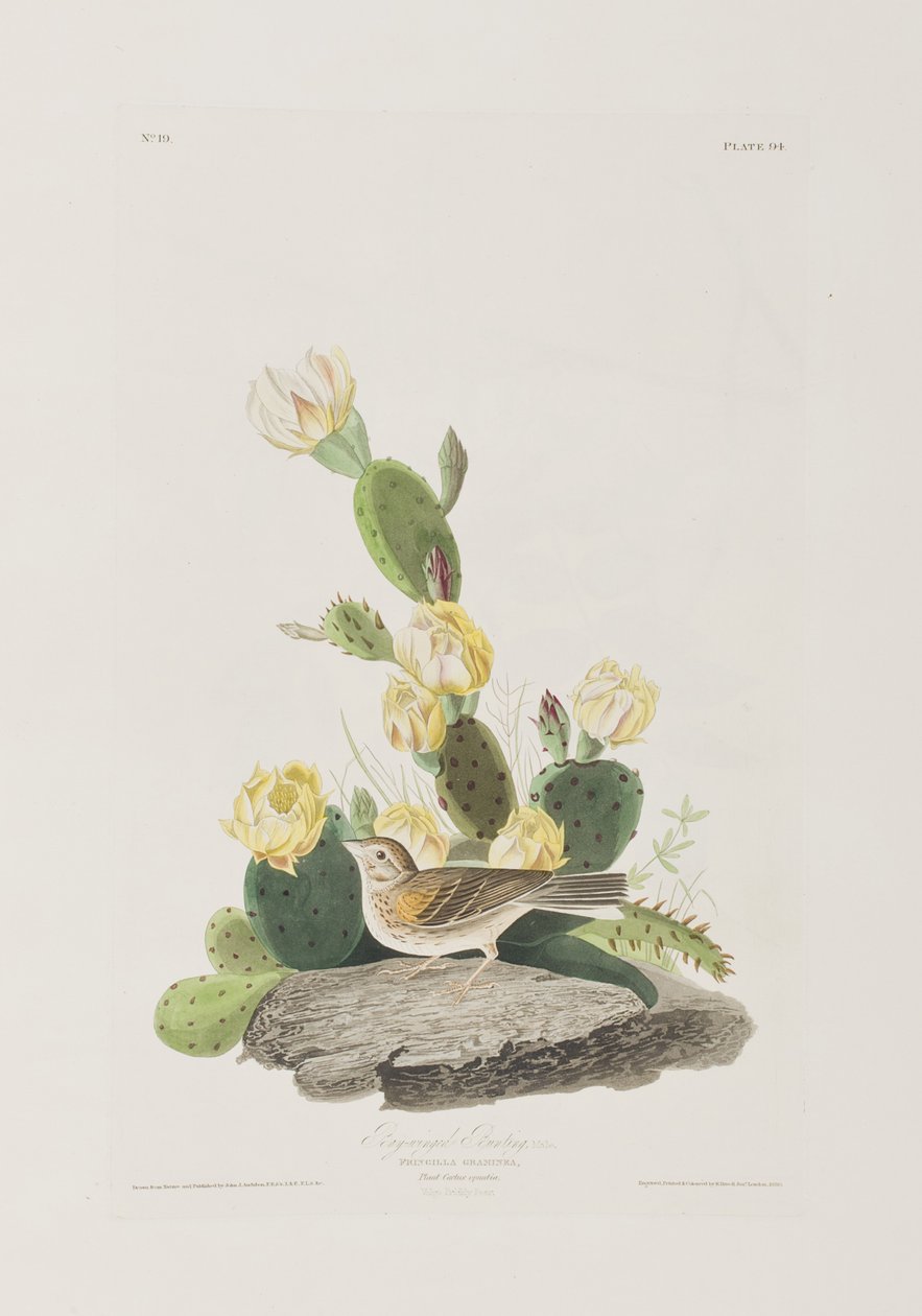 Ilustracja z „Birds of America” autorstwa John James Audubon
