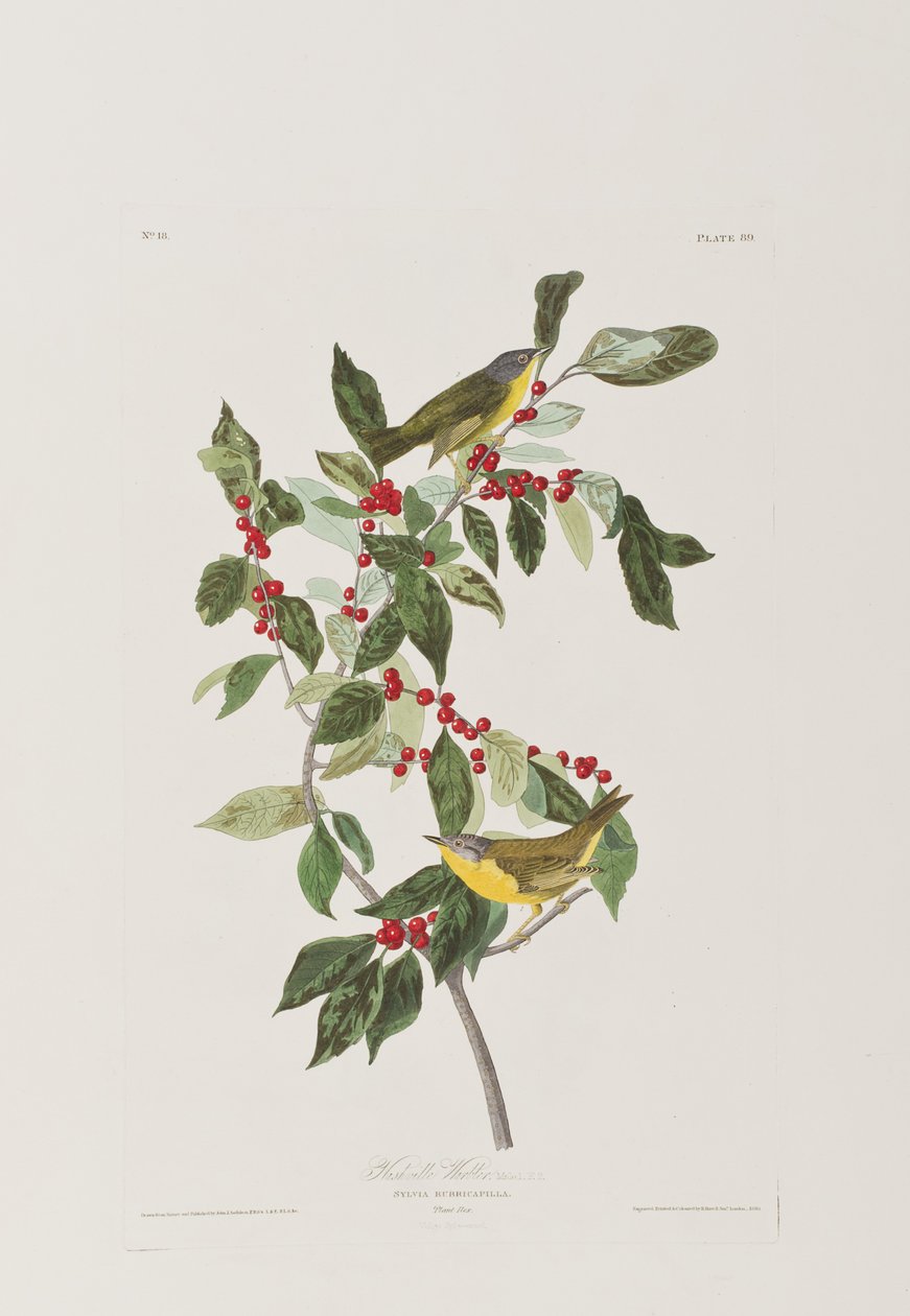 Ilustracja z „Birds of America” autorstwa John James Audubon