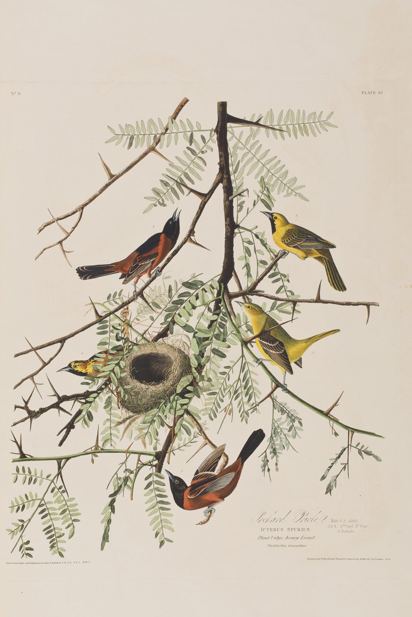 Ilustracja z „Birds of America” autorstwa John James Audubon