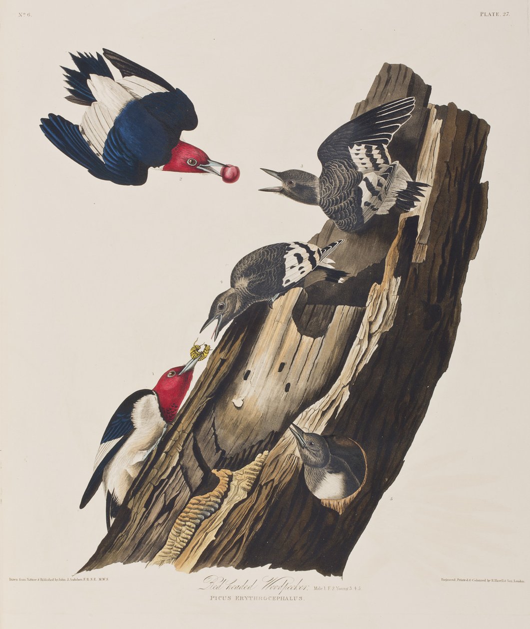 Ilustracja z „Birds of America” autorstwa John James Audubon