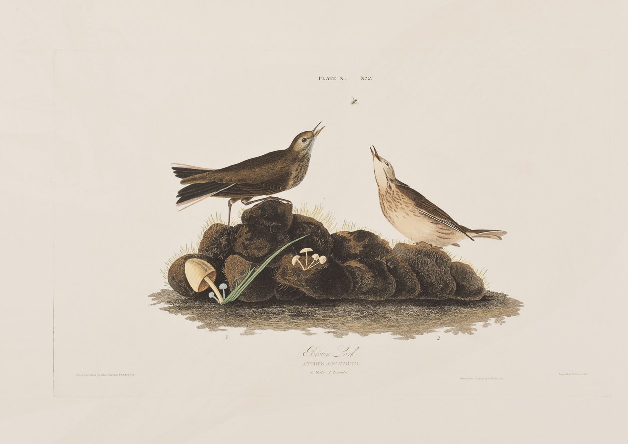 Ilustracja z „Birds of America” autorstwa John James Audubon