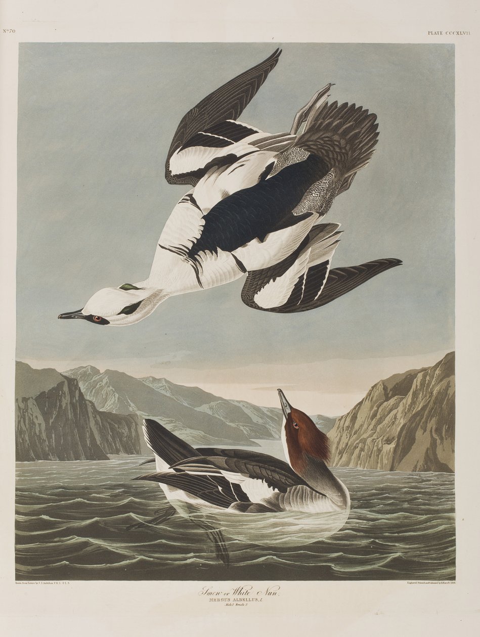 Ilustracja z „Birds of America” autorstwa John James Audubon