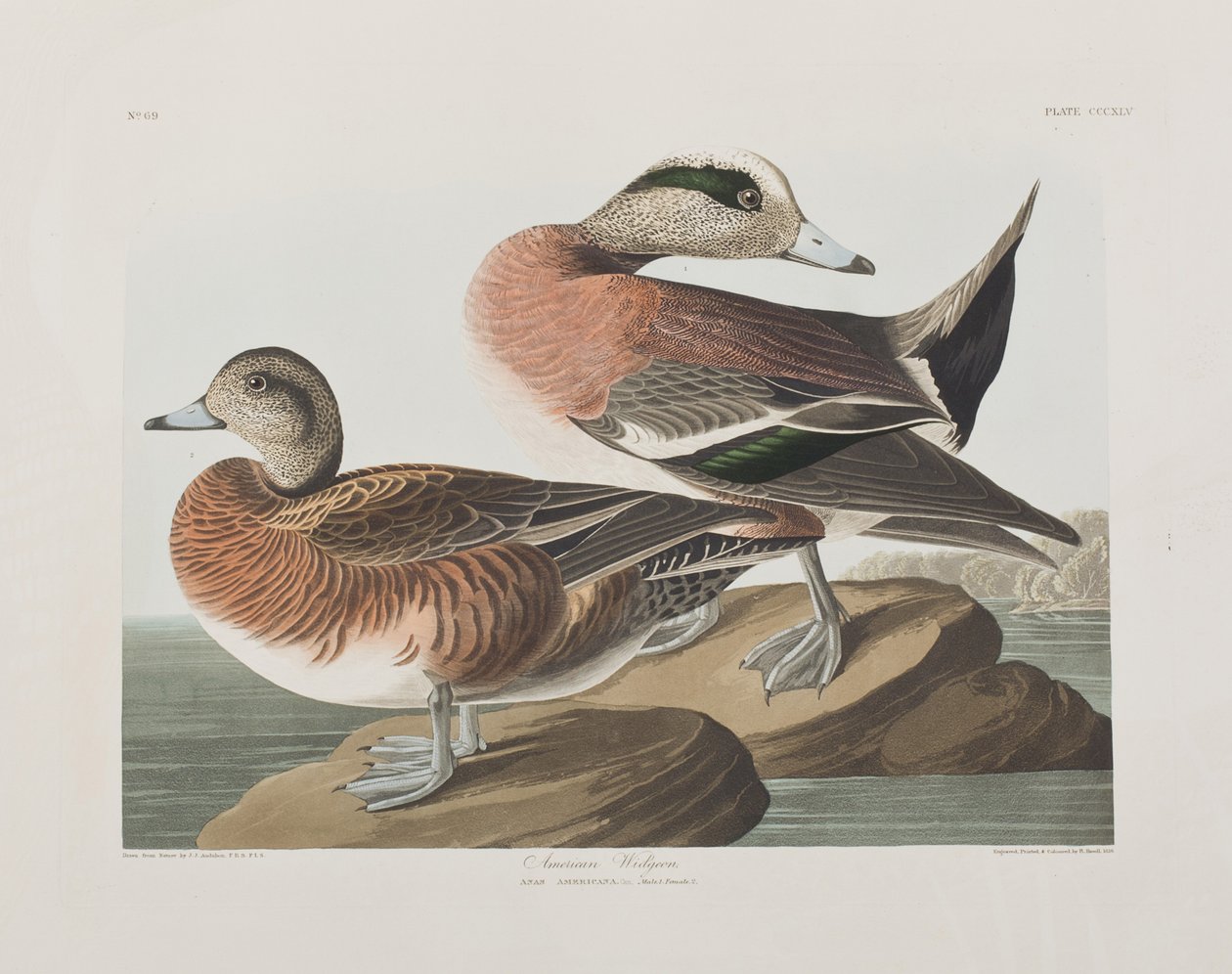 Ilustracja z „Birds of America” autorstwa John James Audubon