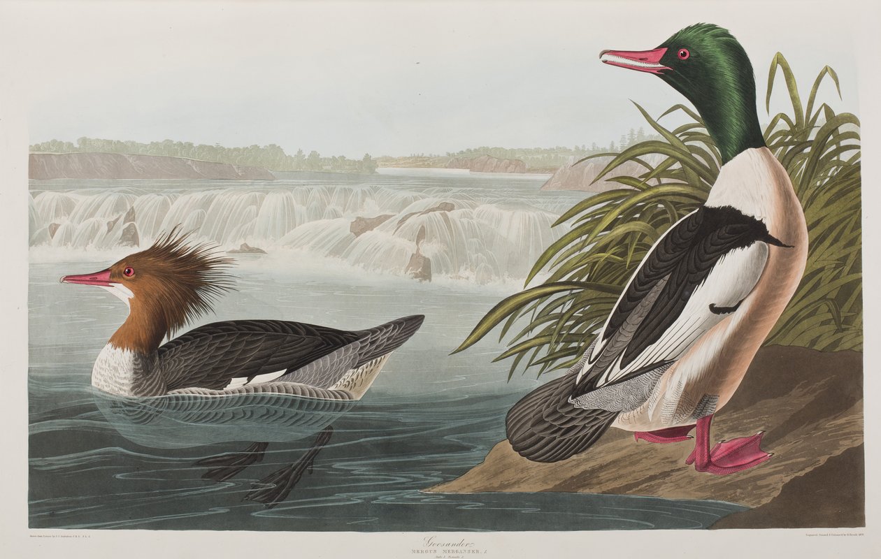 Ilustracja z „Birds of America” autorstwa John James Audubon