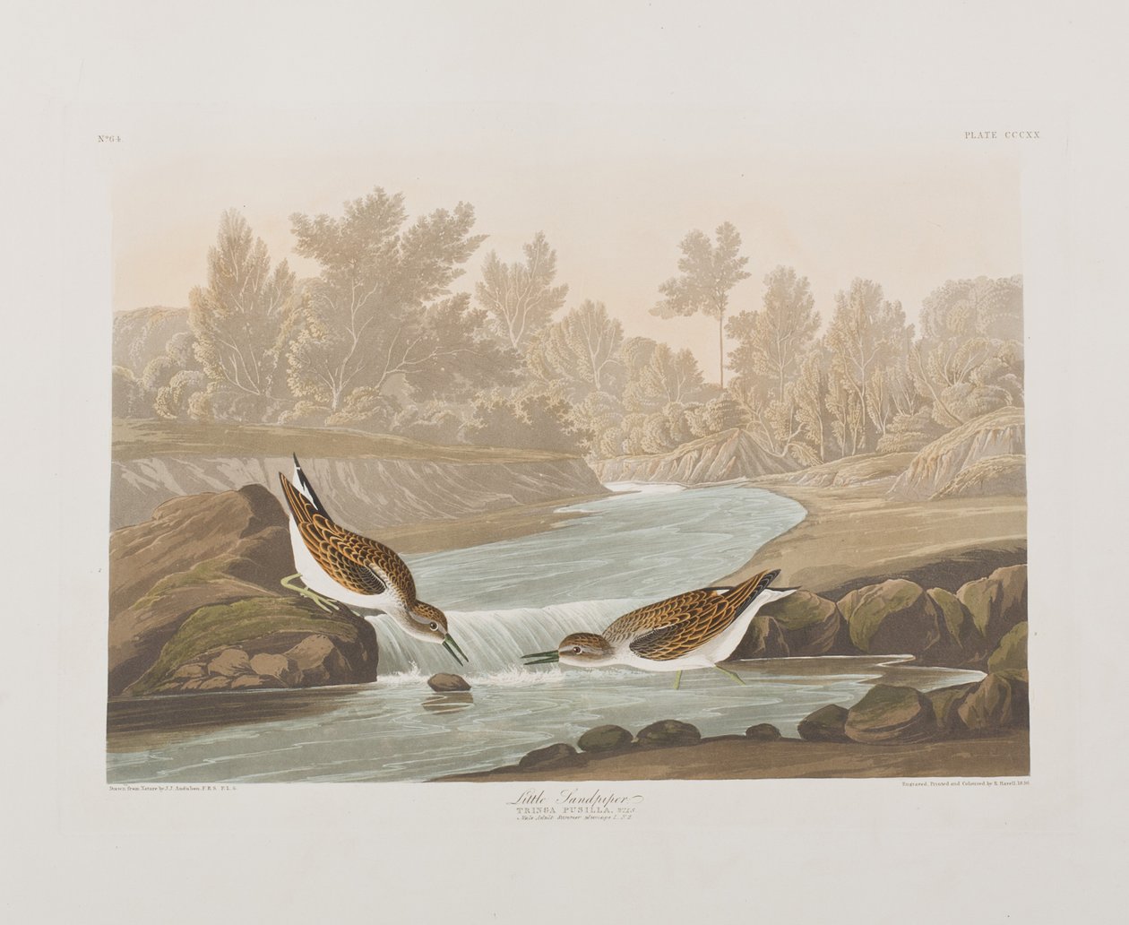 Ilustracja z „Birds of America” autorstwa John James Audubon