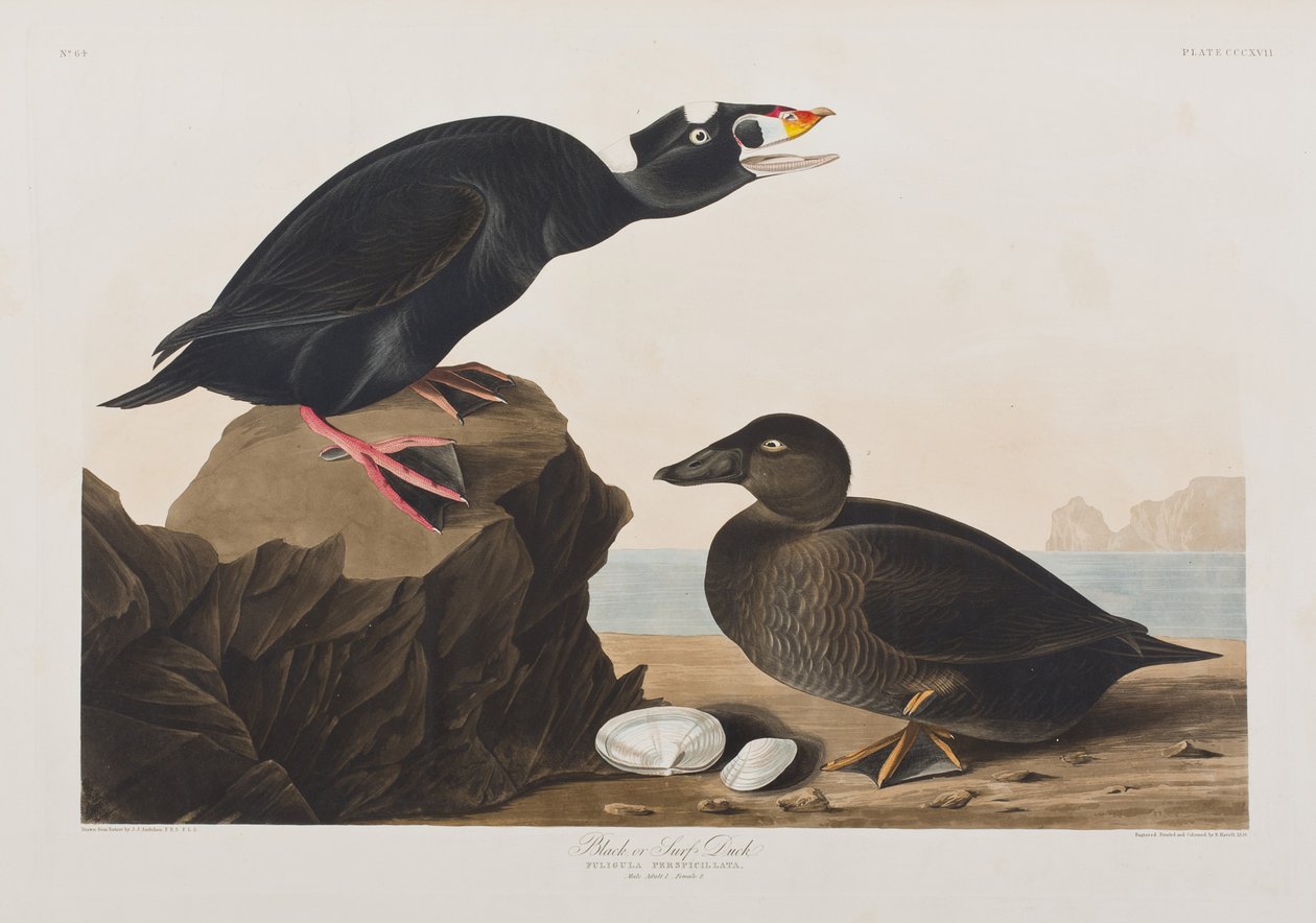 Ilustracja z „Birds of America” autorstwa John James Audubon