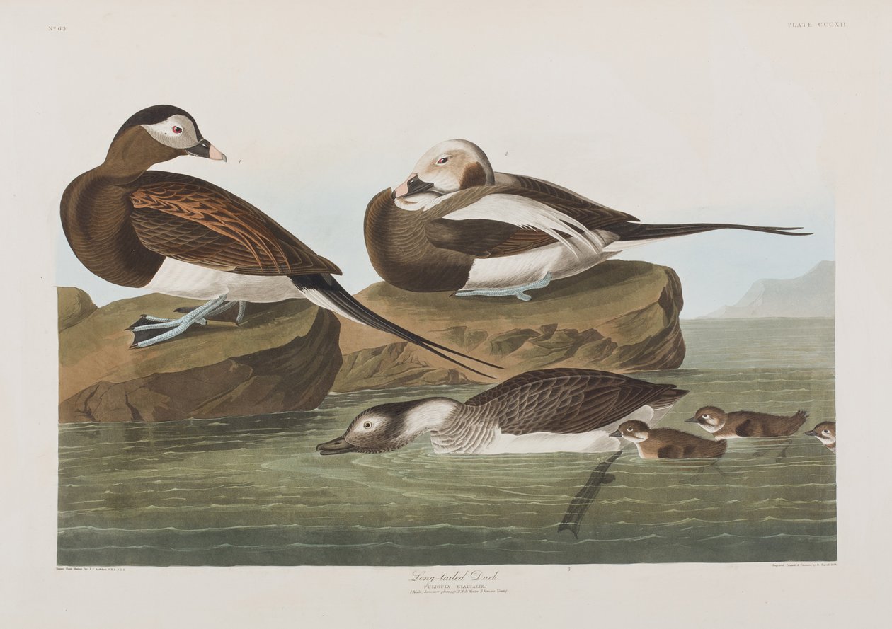 Ilustracja z „Birds of America” autorstwa John James Audubon