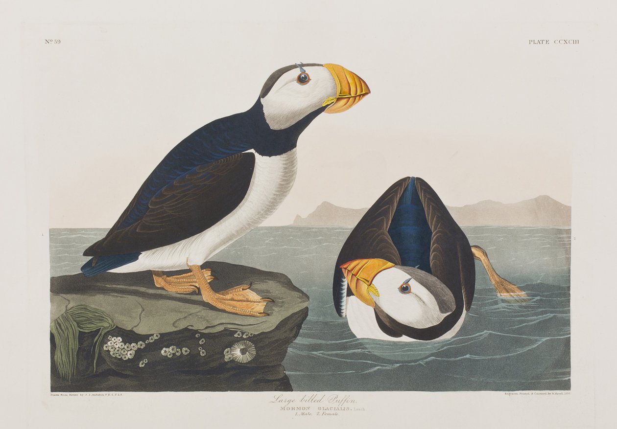 Ilustracja z „Birds of America” autorstwa John James Audubon