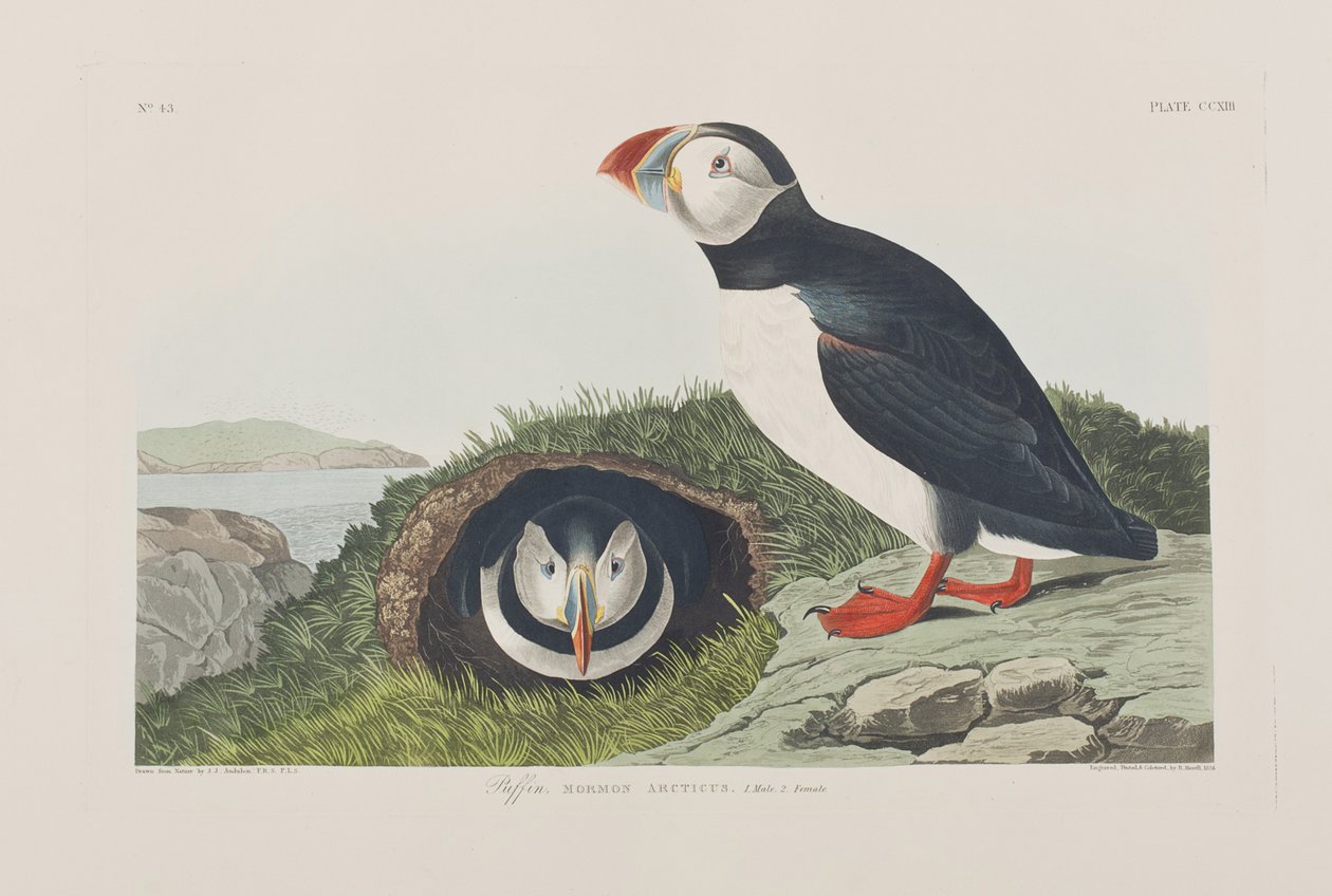 Ilustracja z „Birds of America” autorstwa John James Audubon