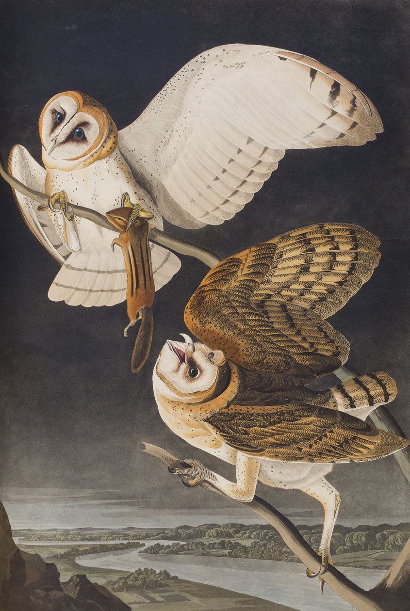 Ilustracja z „Birds of America” autorstwa John James Audubon