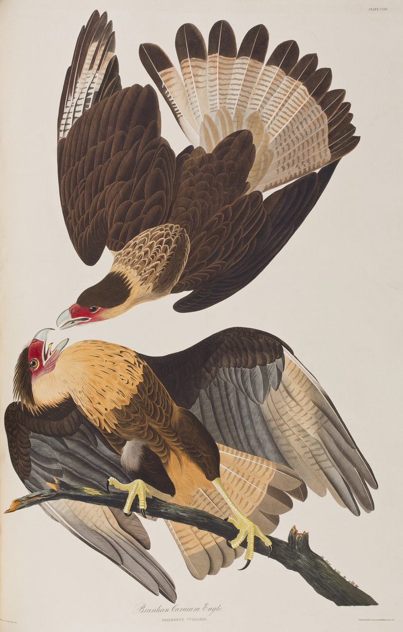 Ilustracja z „Birds of America” autorstwa John James Audubon