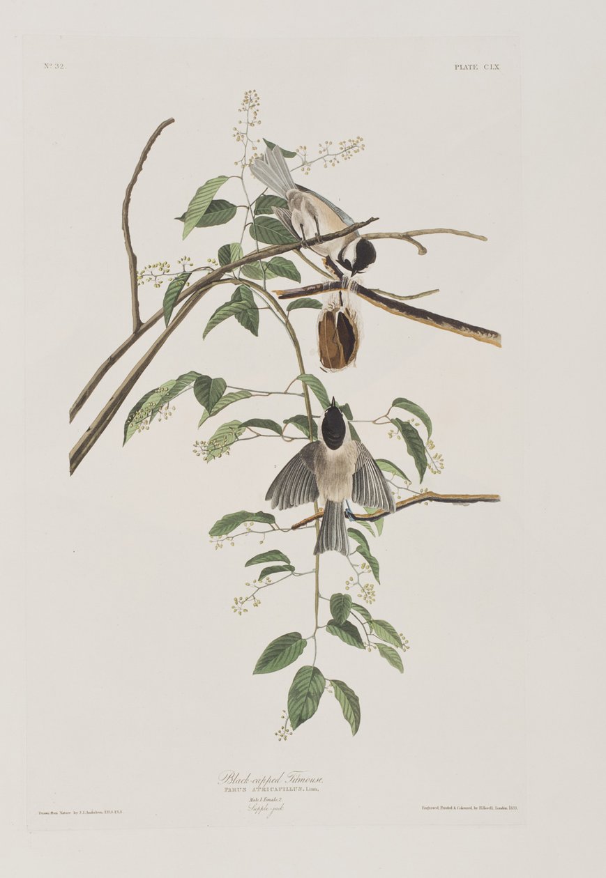 Ilustracja z „Birds of America” autorstwa John James Audubon