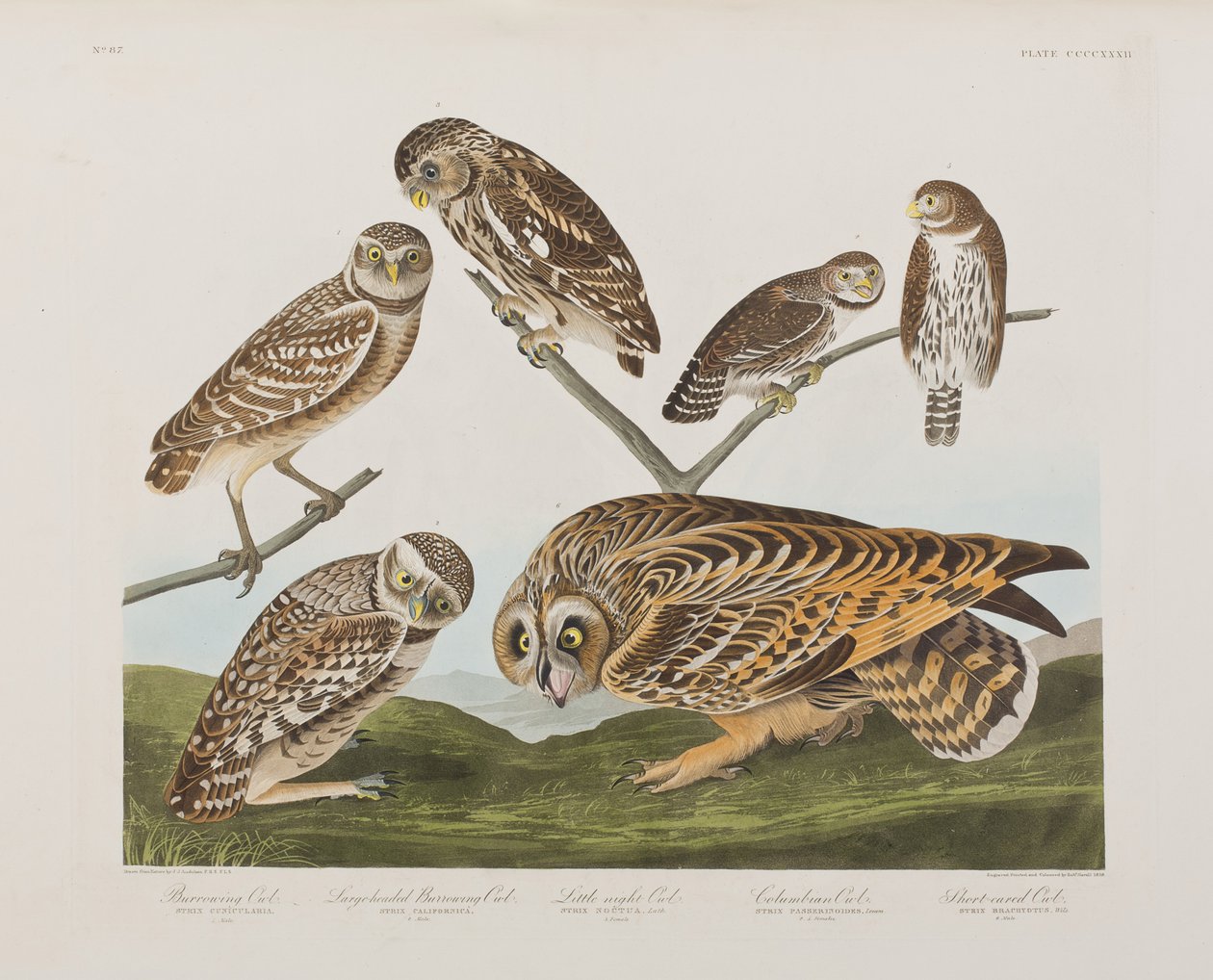 Ilustracja z „Birds of America” autorstwa John James Audubon