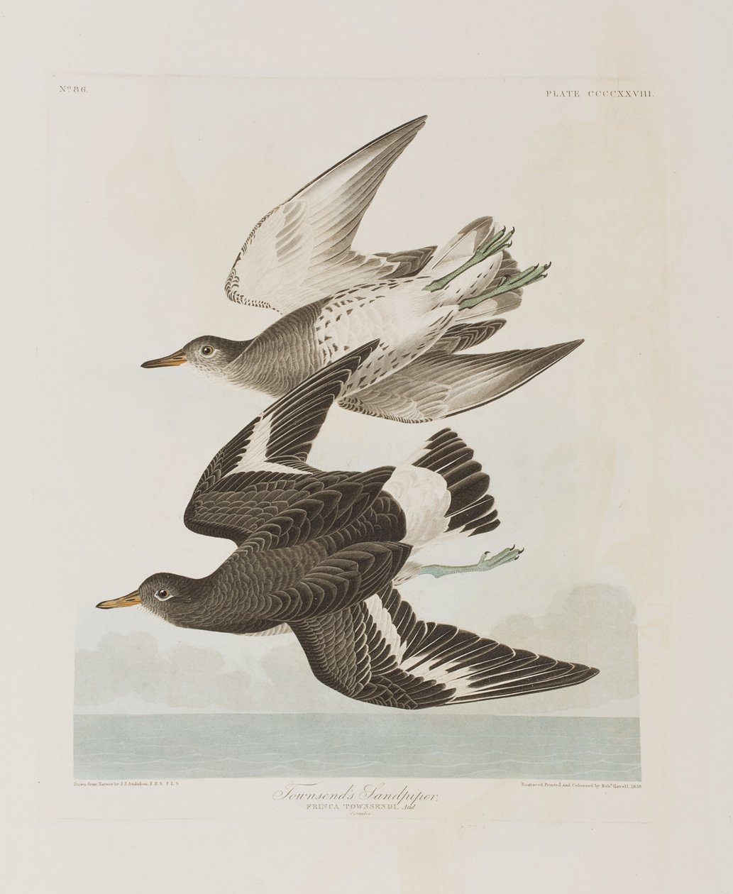 Ilustracja z „Birds of America” autorstwa John James Audubon